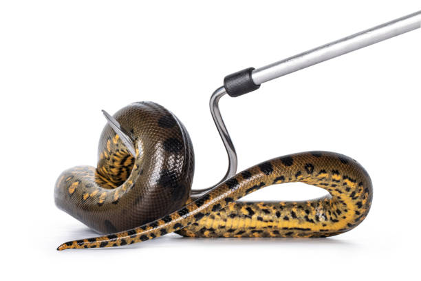 Handling a young Green Anaconda aka Eunectus murinus snake. Isolated on white background.